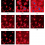 A proximal iteration for deconvolving Poisson noisy images using sparse representations