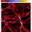 3D curvelet transforms and astronomical data restoration