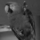 Inpainting and zooming using sparse representations
